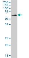 Anti-DNAJC11 Mouse Polyclonal Antibody