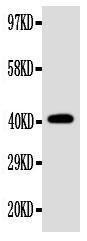 Anti-EDA Rabbit Polyclonal Antibody