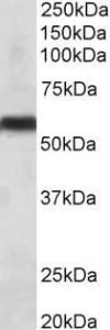 Antibody anti-CYP2C8 100 µg