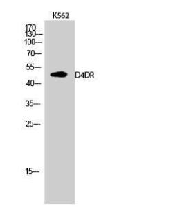 Western blot analysis of K562 cells using Anti-DRD4 Antibody