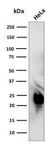 Western blot analysis of HeLa cell lysate using Anti-Glyoxalase 1 Antibody [CPTC-GLO1-1]