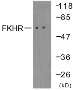 Anti-FOXO1A Rabbit Polyclonal Antibody