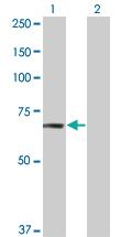 Anti-TNIK Mouse Monoclonal Antibody [clone: 4E4]