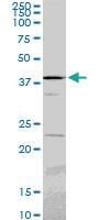 Anti-PSMC6 Mouse Monoclonal Antibody [clone: 2C4]