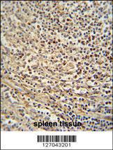 Anti-GSDMC Rabbit Polyclonal Antibody (Biotin)