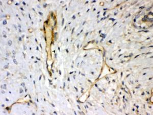 Anti-SDC4 Rabbit Polyclonal Antibody