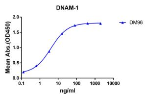 Anti-CD226 Rabbit Recombinant Antibody [clone: DM96]