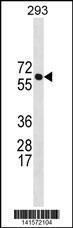 Anti-BRAP Rabbit Polyclonal Antibody (PE (Phycoerythrin))