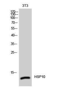 Western blot analysis of 3T3 cells using Anti-HSP10 Antibody