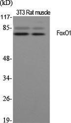 Anti-FOXO1A Rabbit Polyclonal Antibody