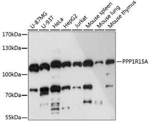 Western blot analysis of extracts of various cell lines, using Anti-GADD34 Antibody (A92795) at 1:3,000 dilution