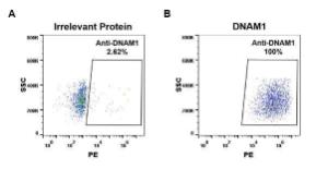 Anti-CD226 Rabbit Recombinant Antibody [clone: DM96]