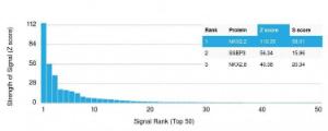 Analysis of protein array containing more than 19,000 full-length human proteins using Anti-NKX2.2 Antibody [NX2/1524