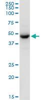 Anti-TUFM Mouse Polyclonal Antibody