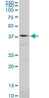 Anti-PSMC6 Mouse Monoclonal Antibody [clone: 2C4]