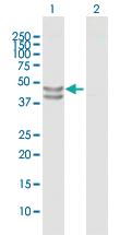 Anti-TUFM Mouse Polyclonal Antibody