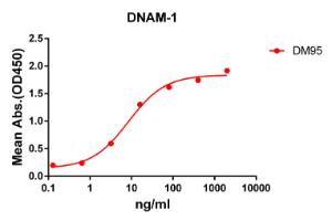 ELISA plate pre-coated by 2 µg/ml (100 µl/well) Recombinant Human CD226 Protein (Fc Chimera 6xHis Tag) (A318360) can bind Anti-CD226 Antibody [DM95] - Azide free (A318610) in a linear range of 0.64-80 µg/ml