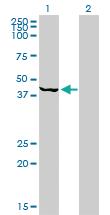 Anti-PSMC6 Mouse Monoclonal Antibody [clone: 2C4]