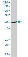 Anti-TUFM Mouse Polyclonal Antibody