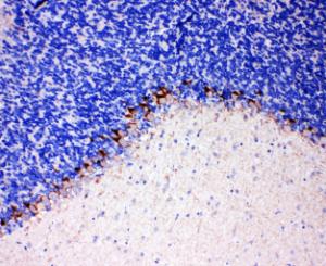 Anti-GAT1 Rabbit Polyclonal Antibody