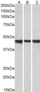 Anti-PROKR2 Antibody (A84724) (0.1µg/ml) staining of Human Cerebellum (A), Rat Brain (B) and Rat Testis (C) lysate (35µg protein in RIPA buffer). Primary incubation was 1 hour. Detected by chemiluminescence.