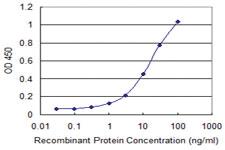 Anti-TNIK Mouse Monoclonal Antibody [clone: 4E4]