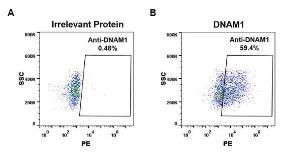 Expi 293 cell line transfected with irrelevant protein (A) and human DNAM-1 (B) were surface stained with Anti-CD226 Antibody [DM95] - Azide free (A318610) at 1 µg/ml followed by Anti-Rabbit IgG Antibody (PE)