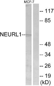 Anti-NEURL Rabbit Polyclonal Antibody