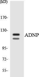 Antibody anti-ADNP A99475-100 100 µg