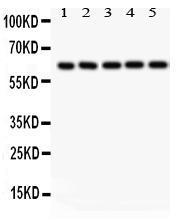 Anti-SHC1 Rabbit Polyclonal Antibody