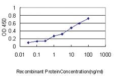 Anti-TUFM Mouse Monoclonal Antibody [clone: 3C1]