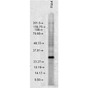 Western blot analysis of human Cervical cancer cell line (HeLa) lysate showing detection of Rab4 protein using Anti-Rab4 Antibody (A304983) at 1:1,000 for 2 hours at room temperatur