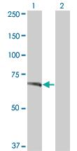 Anti-TNIK Mouse Monoclonal Antibody [clone: 3D4]