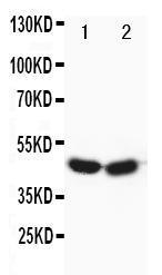 Anti-FOXP3 Rabbit Polyclonal Antibody