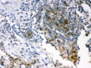 Anti-SHC1 Rabbit Polyclonal Antibody