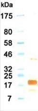 Western blotting result