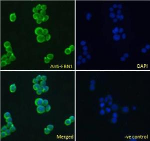 Anti-FBN1 Antibody (A84725) Immunofluorescence analysis of paraformaldehyde fixed Jurkat cells, permeabilized with 0.15% Triton