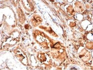 Immunohistochemical analysis of formalin-fixed, paraffin-embedded human kidney tissue using Anti-MICA Antibody [MICA/4442]