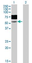 Anti-WASF3 Mouse Polyclonal Antibody