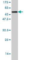 Anti-GSDMB Mouse Monoclonal Antibody [clone: 4C10]