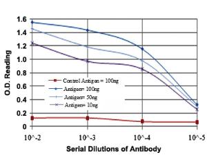 Anti-DLGAP1 Mouse Monoclonal Antibody [clone: 3G4]