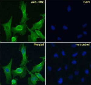 Anti-FBN1 Antibody (A84725) Immunofluorescence analysis of paraformaldehyde fixed U251 cells, permeabilized with 0.15% Triton