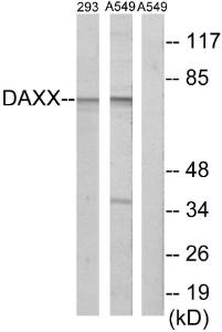 Anti-Daxx Rabbit Polyclonal Antibody