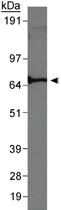 Anti-HSPA5 Rabbit Polyclonal Antibody