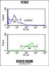 Anti-HAS2 Rabbit Polyclonal Antibody (AP (Alkaline Phosphatase))