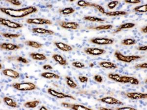 Anti-SLC12A1 Rabbit Polyclonal Antibody