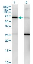 Anti-EIF2S3 Mouse Monoclonal Antibody [clone: 2C9]