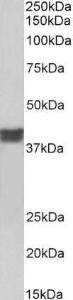 Anti-TNNT2 Antibody (A83133) (0.01µg/ml) staining of Pig Heart lysate (35µg protein in RIPA buffer). Primary incubation was 1 hour. Detected by chemiluminescence.