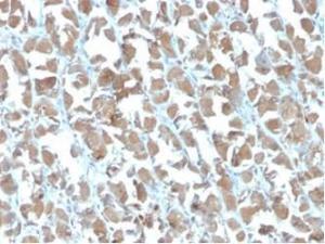 Immunohistochemical analysis of formalin-fixed, paraffin-embedded human stomach tissue using Anti-MICA Antibody [MICA/4442]