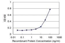 Anti-BMPR2 Mouse Monoclonal Antibody [clone: 4A2]